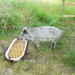 Mangalica cuka